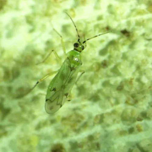 thumbnail for publication: Tomato Bug, Tobacco Leaf Bug, Tomato Mirid, Green Tobacco Capsid Nesidiocoris tenuis Reuter (Insecta: Hemiptera: Miridae)